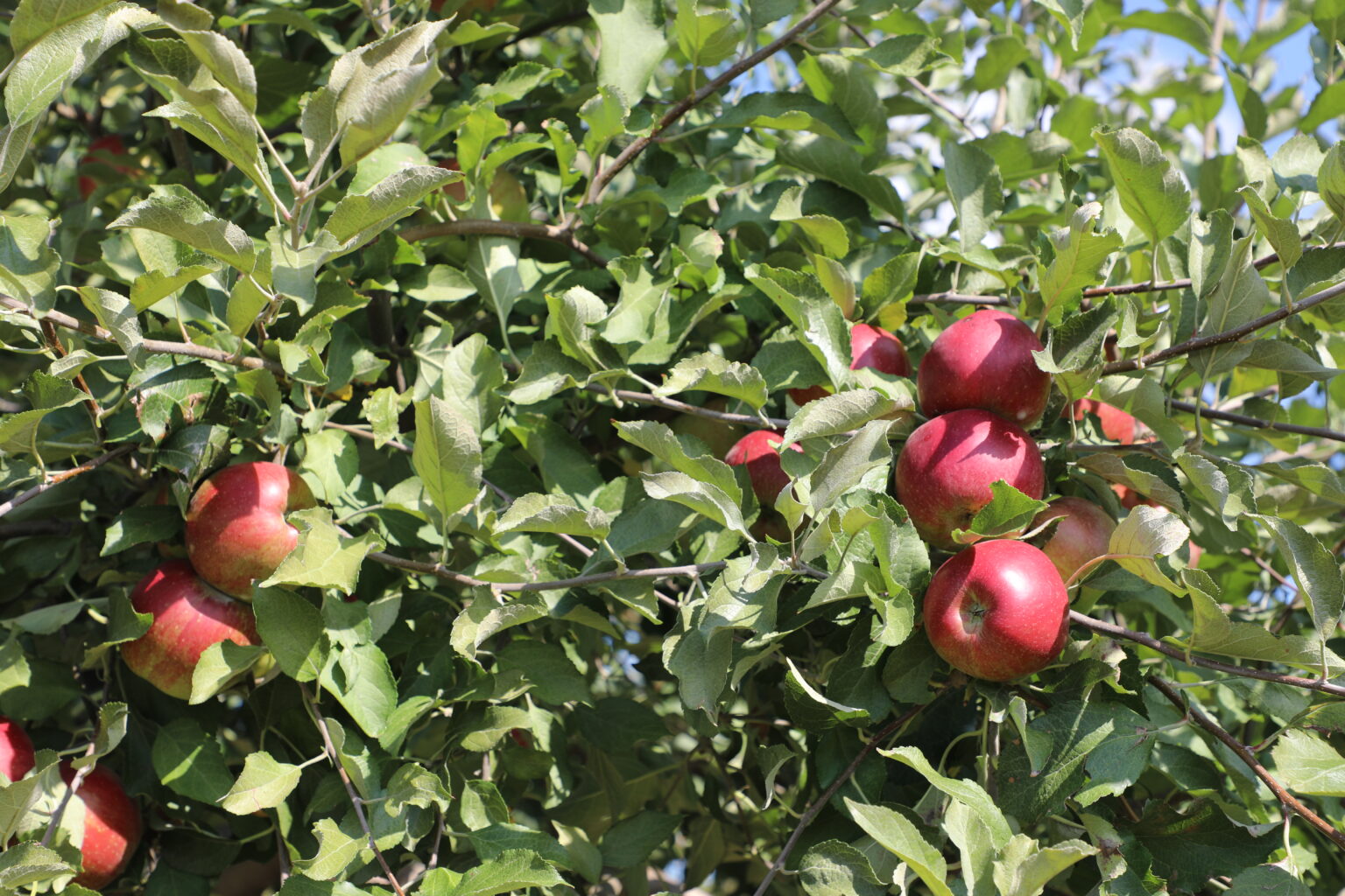 Our Story Fruit Hills Winery and Orchard in Bristol, Indiana
